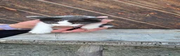 Meticcio gatti in regalo: Regalo gattini  a Provincia autonoma di Trento - Annuncio 1