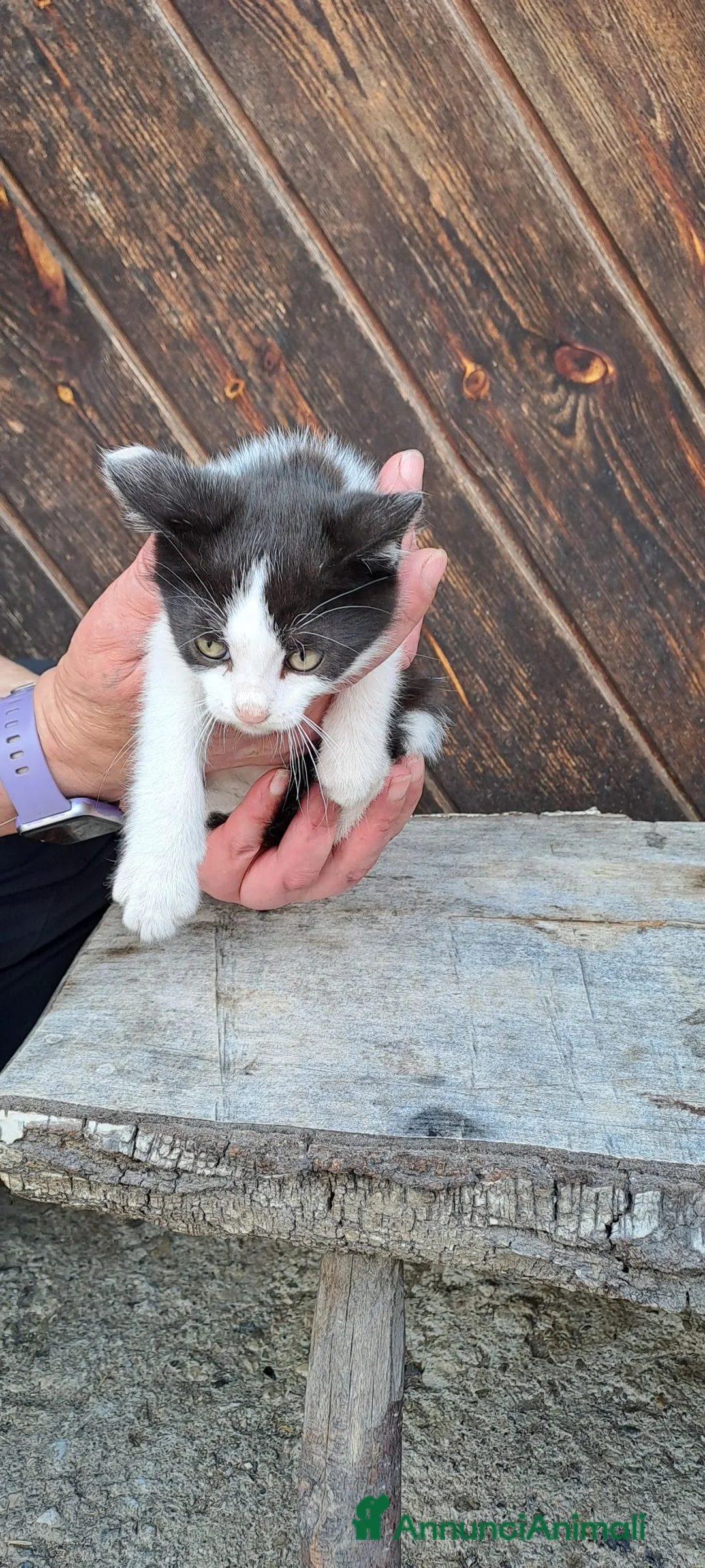Meticcio gatti in regalo: Regalo gattini  a Provincia autonoma di Trento - Annuncio 1