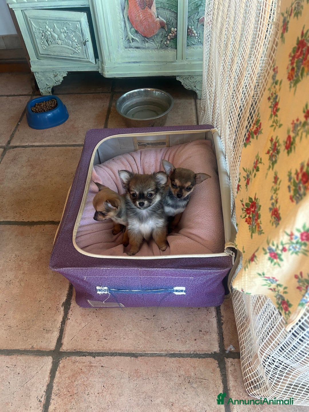 Chihuahua cani in vendita:   3 Cuccioli Chihuahua femmine  due mesi  - Annuncio 5