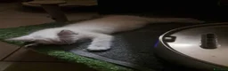 Siberiano gatti in vendita: Cucciolo siberiano neva  - Annuncio 8