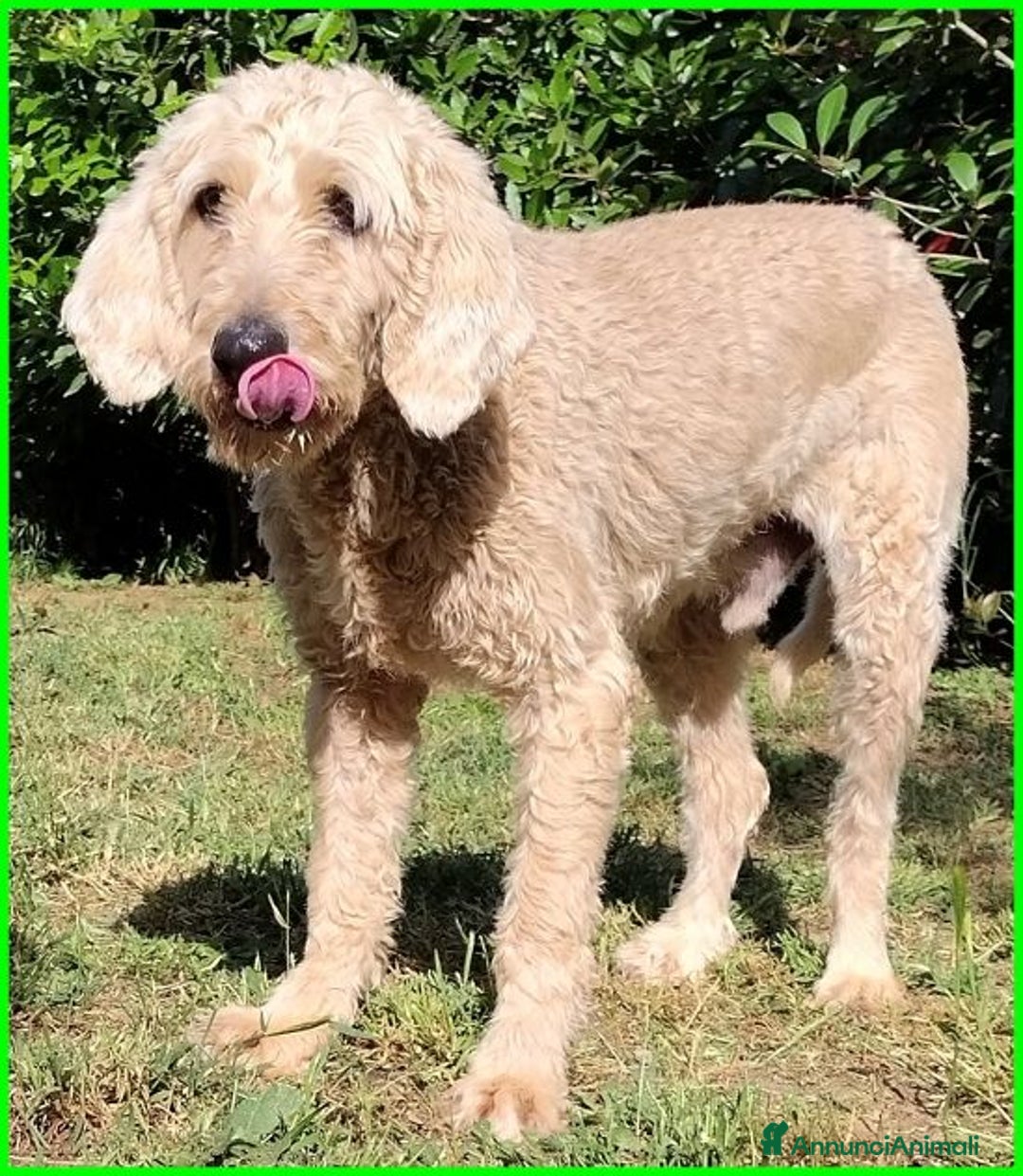 Meticcio cani in regalo: ALDO dolce e tranquillo! - Annuncio 3