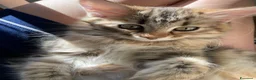 Siberiano gatti in vendita: Gattina siberiana - Annuncio 6