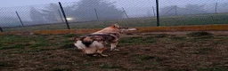 Lupo Cecoslovacco cani in regalo: DIANA bellissima - per esperti a Provincia di Lucca - Annuncio 3