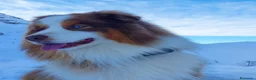 Australian Shepherd cani in vendita: Cuccioli pastore australiani - Annuncio 2