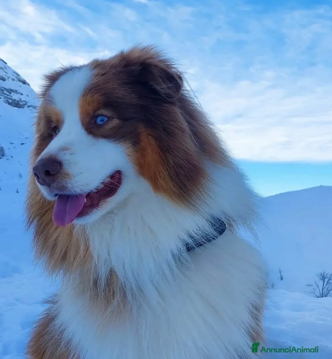 Australian Shepherd cani in vendita: Cuccioli pastore australiani - Annuncio 2