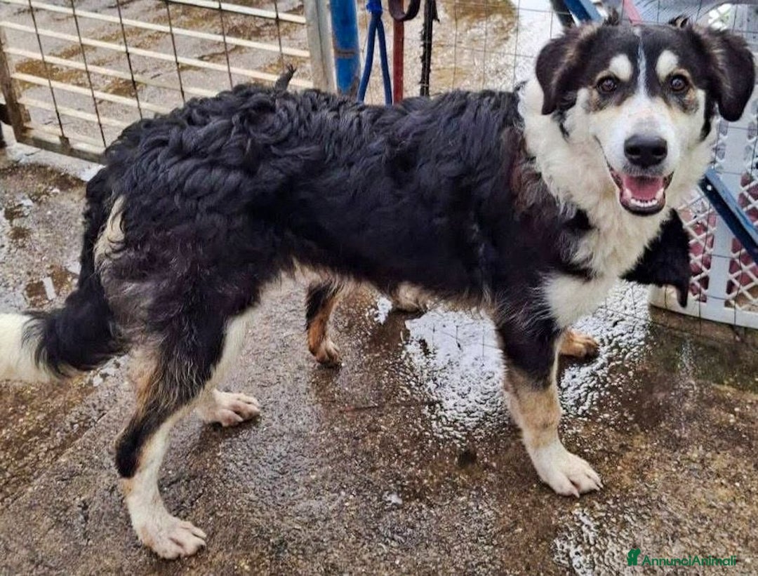 Meticcio cani in regalo: BRETZEL 🩷-cucciola, ancora senza casa.Contattaci! - Annuncio 4