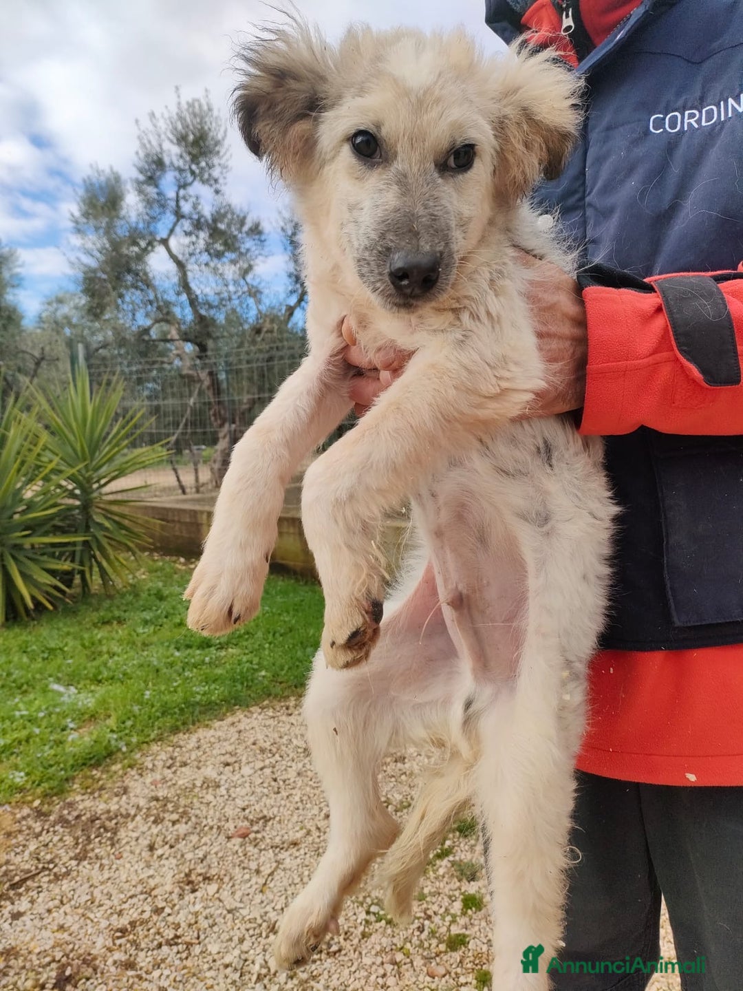 Meticcio gatti in regalo: Scricciolo un cucciolo indifeso in canile - Annuncio 4