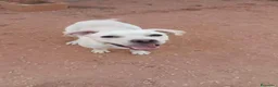 Meticcio cani in regalo: greta  - Annuncio 5