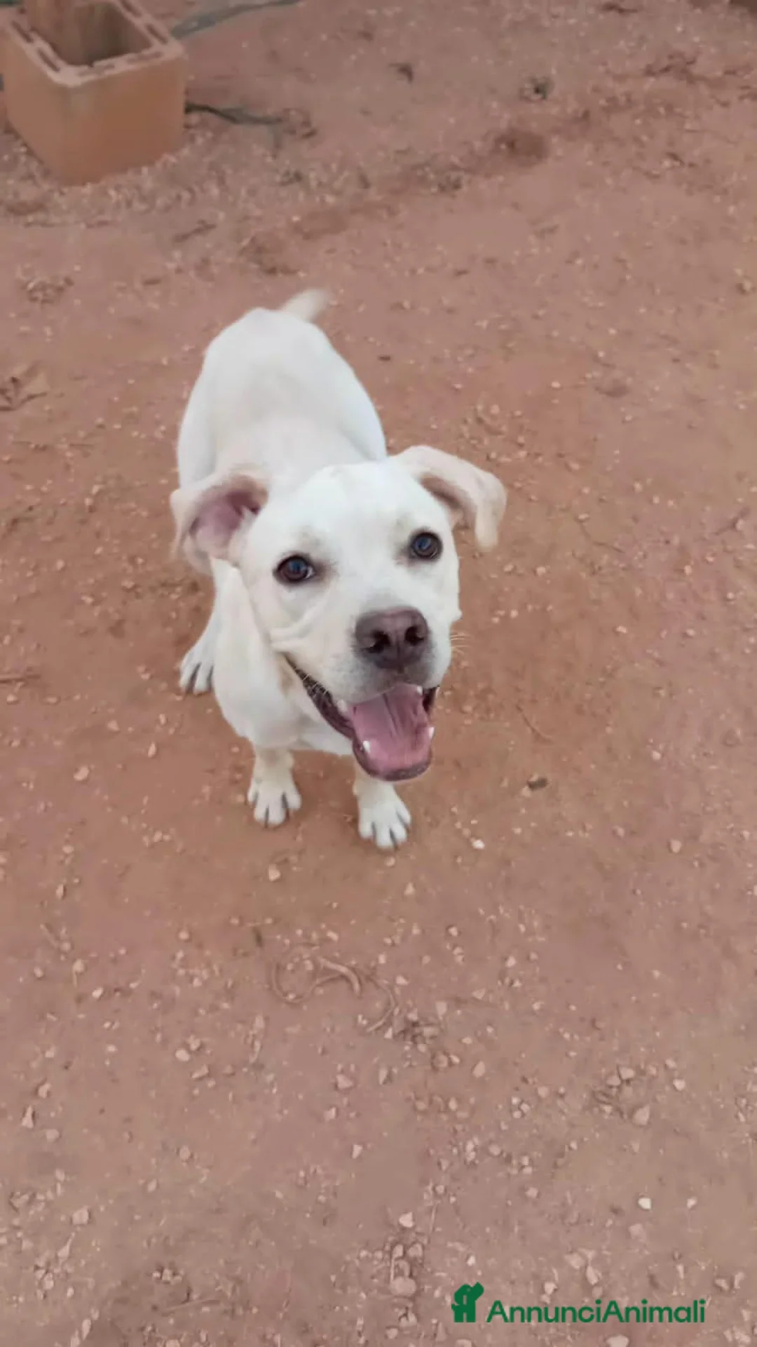 Meticcio cani in regalo: greta  - Annuncio 5