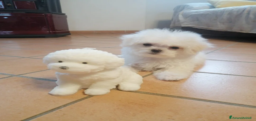 Immagine della galleria {{count}}