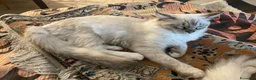 Ragdoll gatti in vendita: Gatto ragdoll - Annuncio 3