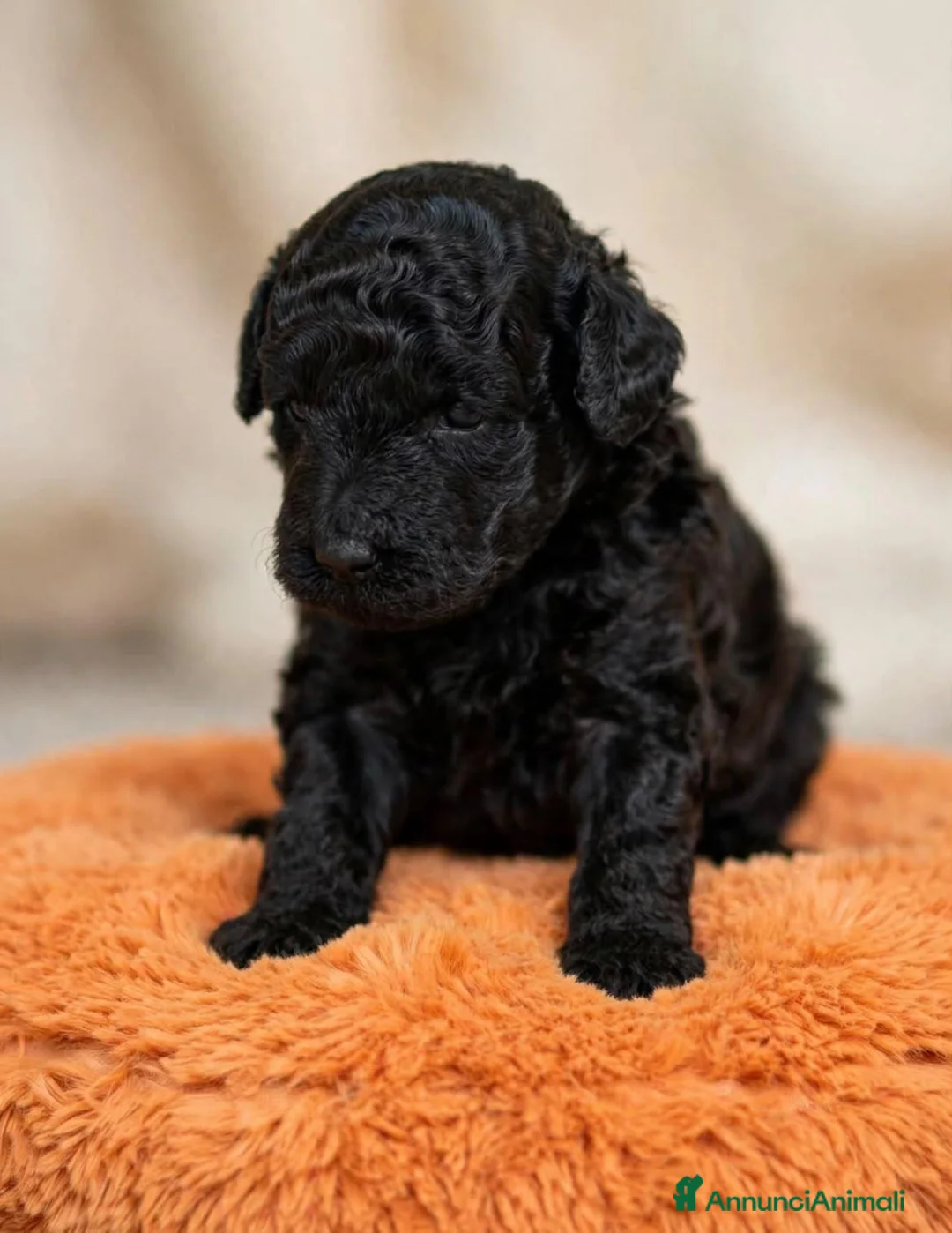 Barboncino Toy cani in vendita: Barboncino toy - Annuncio 2