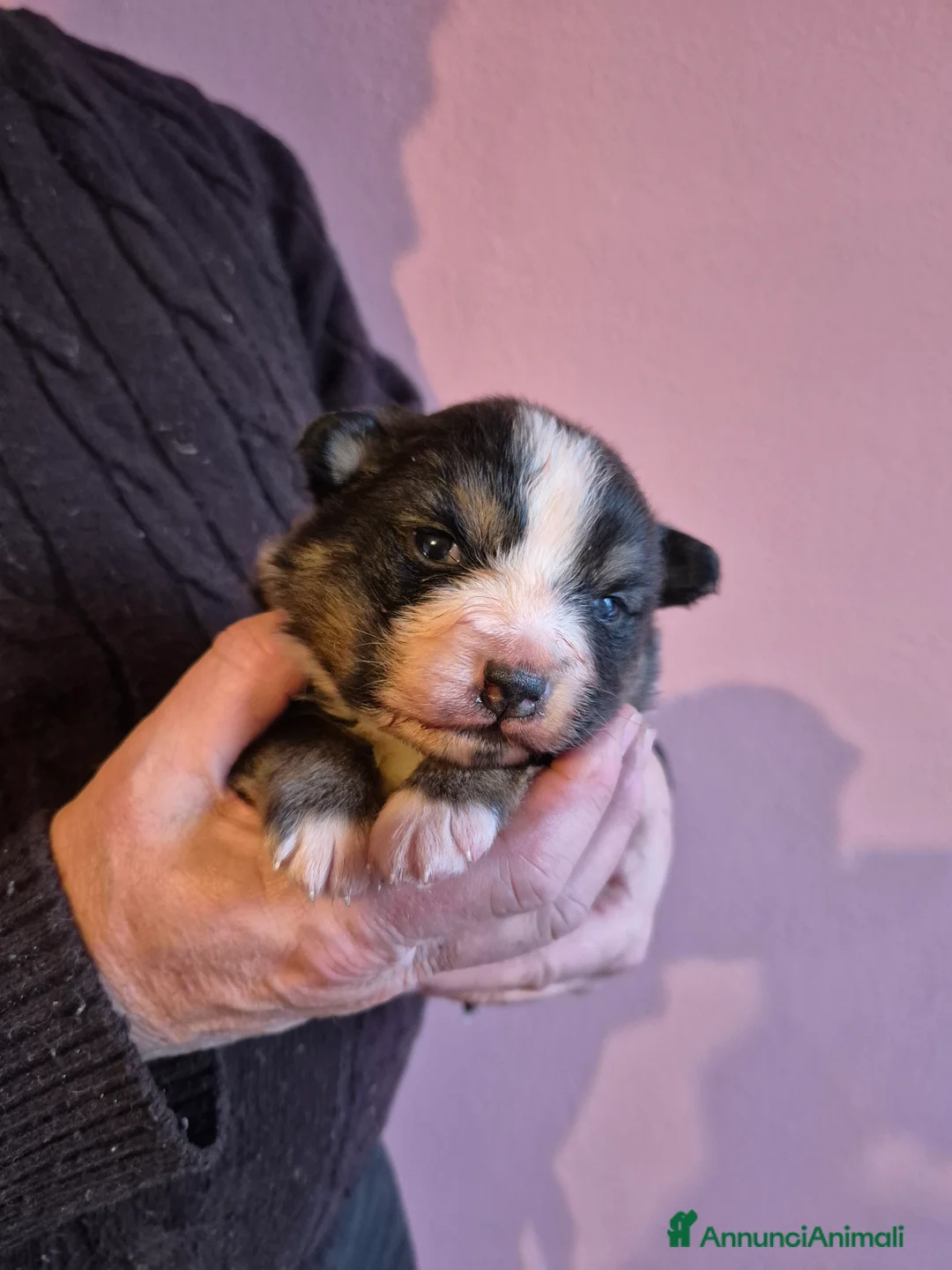Australian Shepherd cani in vendita: Cucciolata di pastore australiano  - Annuncio 1