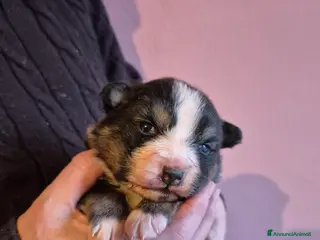 Australian Shepherd cani Cucciolata di pastore australiano - Annuncio 22