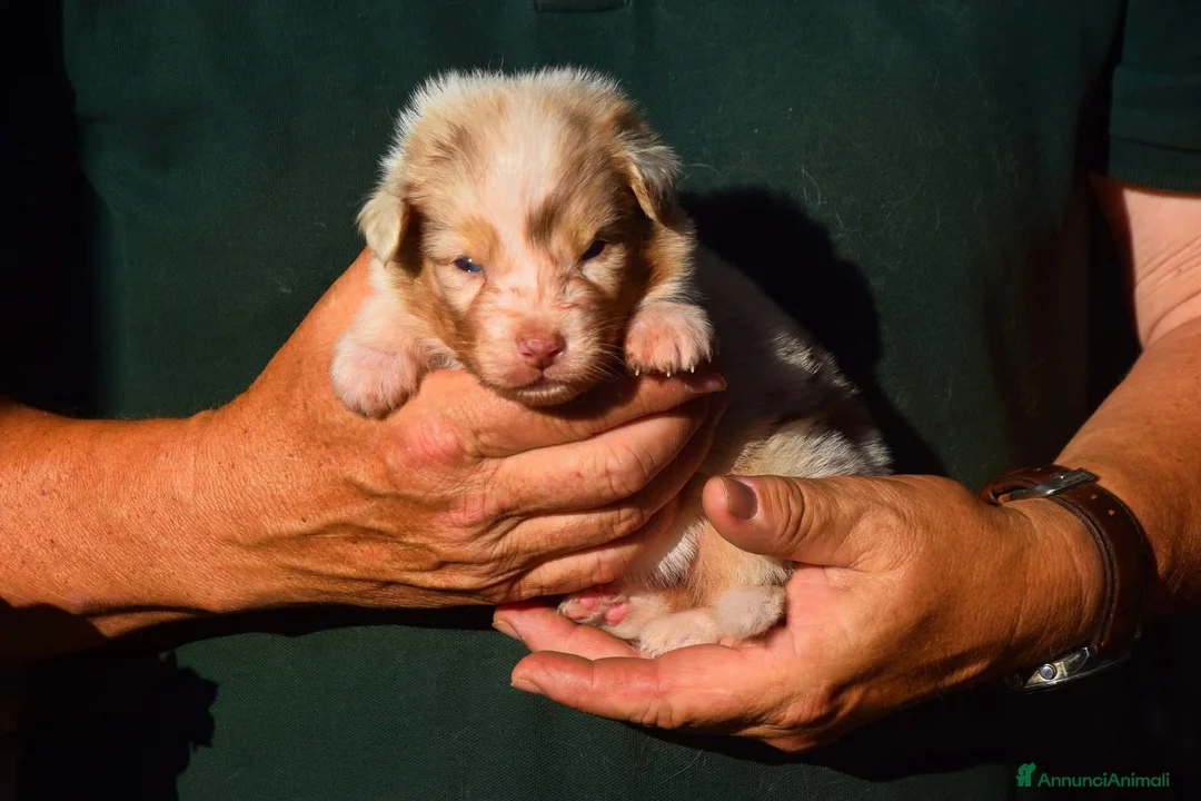 Australian Shepherd cani in vendita: Cuccioli di pastore australiano  - Annuncio 2