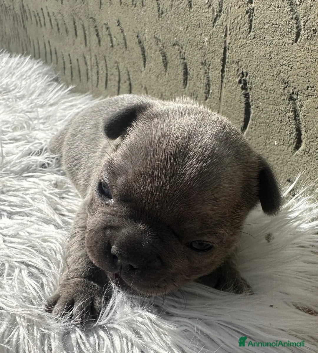 Bulldog Francese cani in vendita: Bulldog francesi cuccioli - Annuncio 2