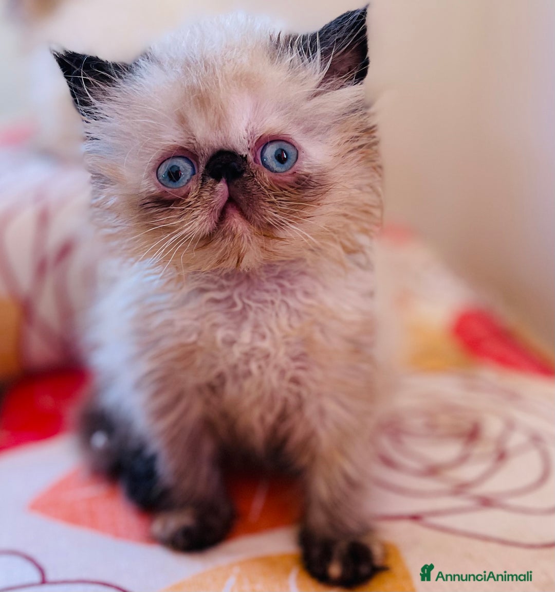 Persiano gatti in vendita: Cuccioli persiano ipertipico a Province of Massa and Carrara - Immagine 3