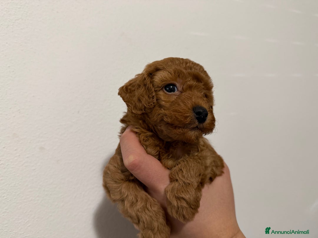 Barboncino cani in vendita: Bellissimi cuccioli di barboncino cercano casa - Annuncio 2