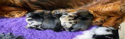 Bassotto cani in vendita: Bassotti a pelo lungo  - Annuncio 9