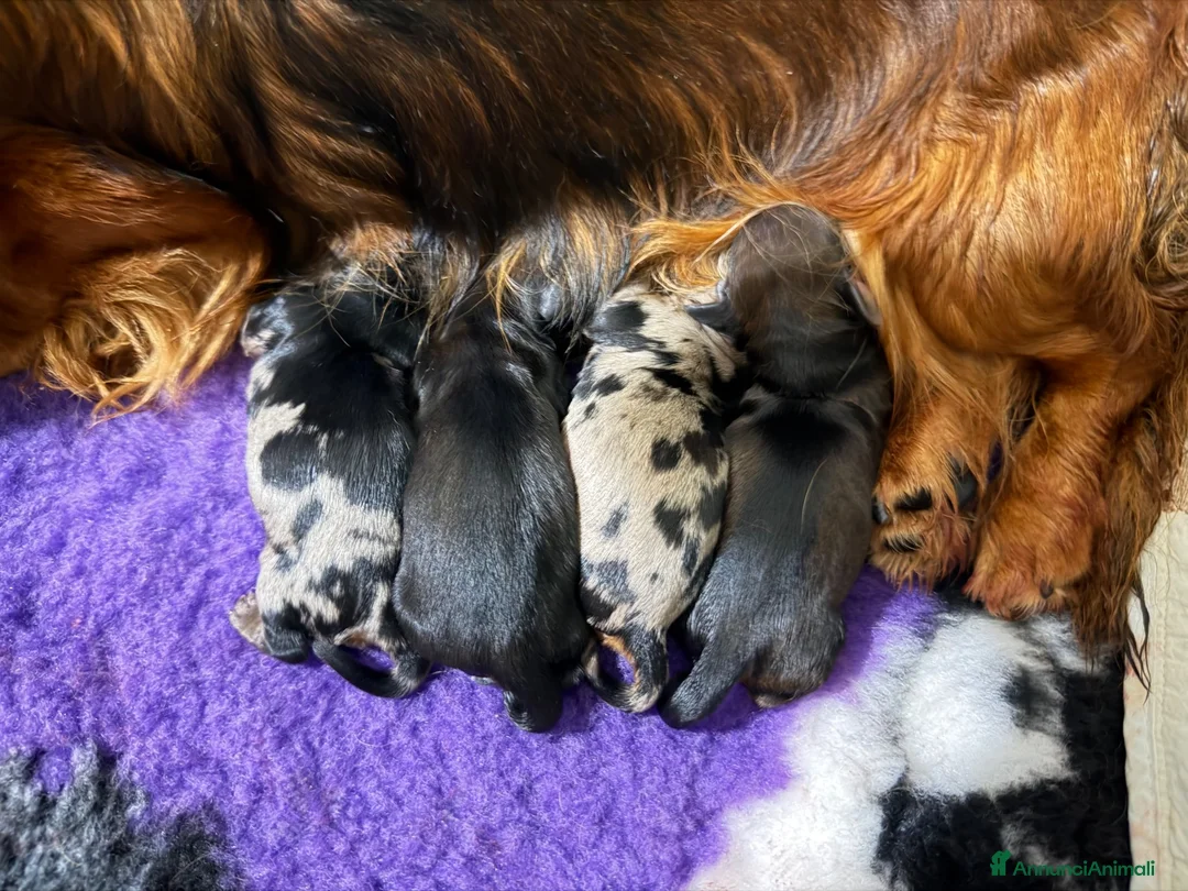 Bassotto cani in vendita: Bassotti a pelo lungo  - Annuncio 9