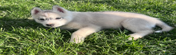 Husky cani in vendita: Cuccioli di Siberian Husky disponibili a Provincia di Cuneo - Annuncio 7