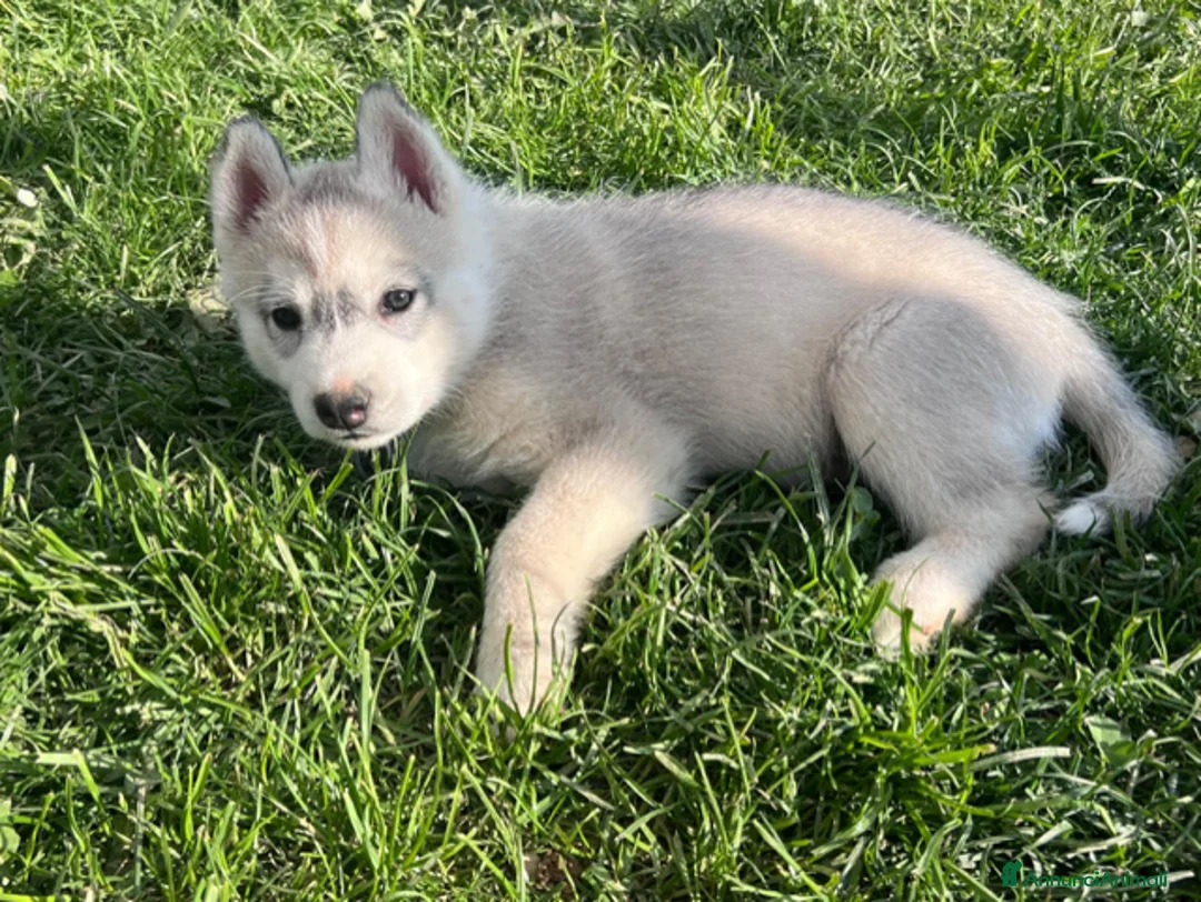 Husky cani in vendita: Cuccioli di Siberian Husky disponibili a Provincia di Cuneo - Annuncio 7