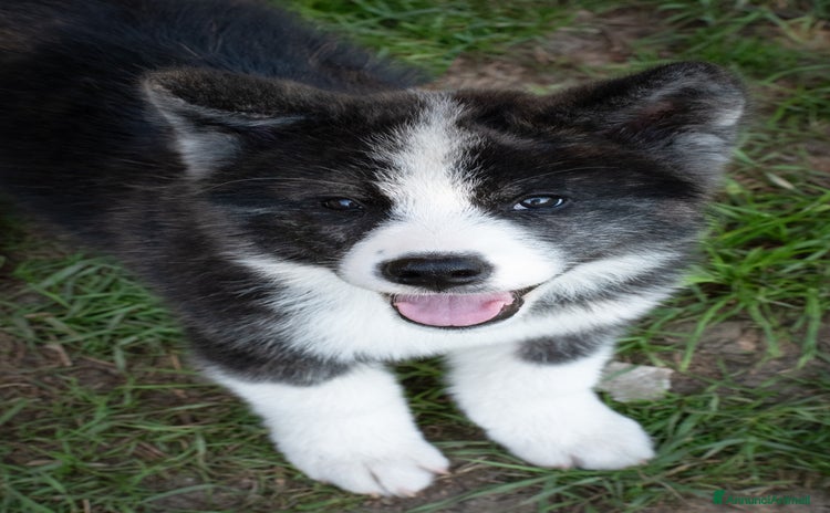 Akita Inu cani a Provincia di Belluno - Annuncio 11