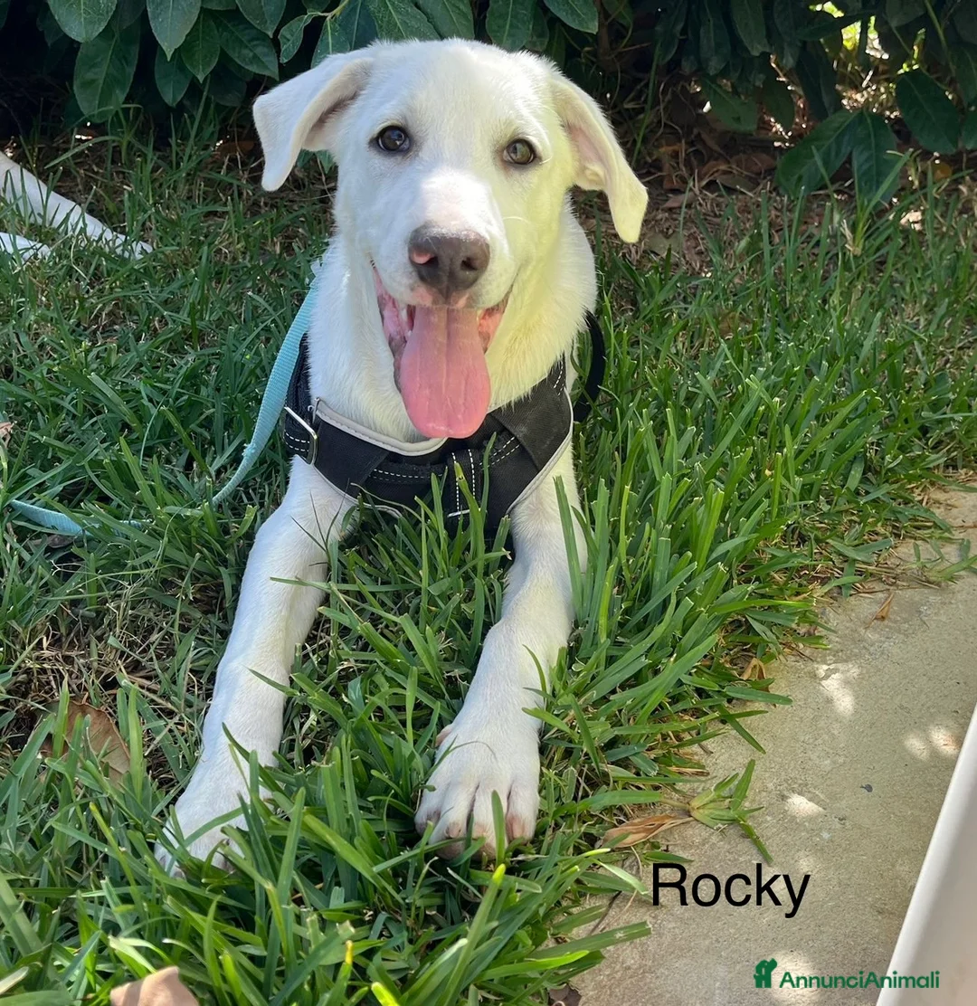 Meticcio cani in regalo: Chase e Rocky meritano di avere una famiglia  - Annuncio 9