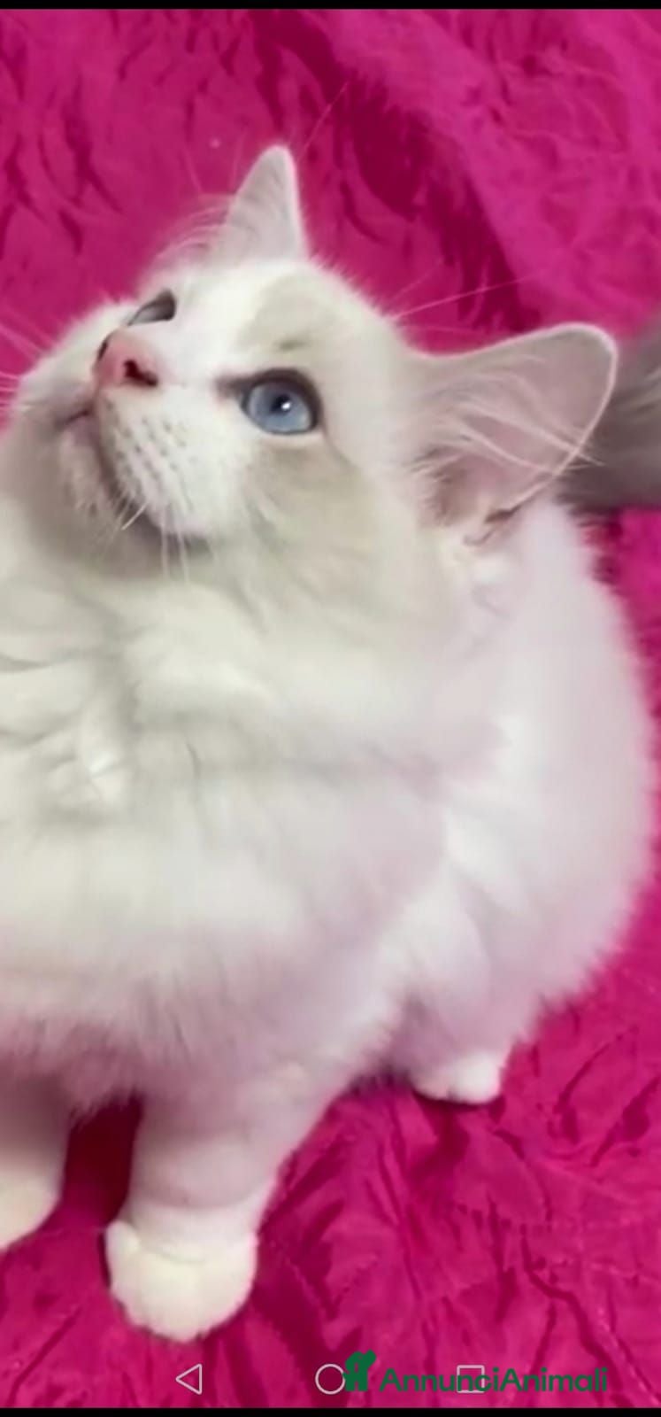 Ragdoll gatti Ragdoll blu Bicolore  - Annuncio 15