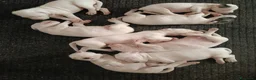 Dogo Argentino cani in vendita: Disponibili cuccioli di Dogo Argentino  - Annuncio 2
