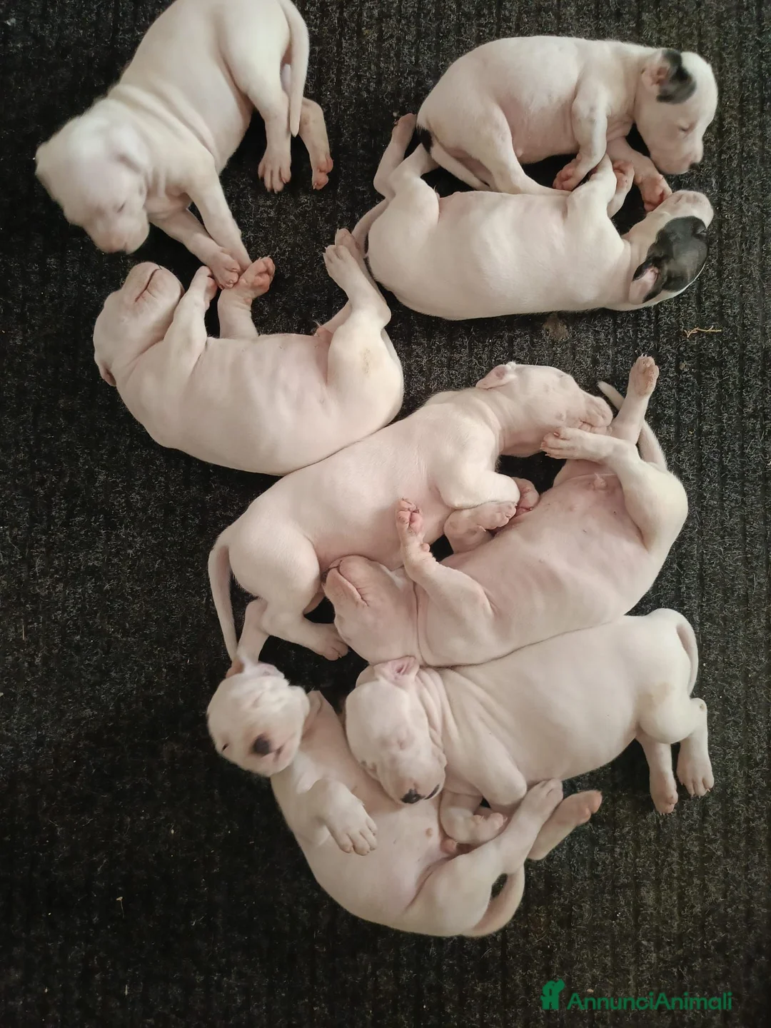 Dogo Argentino cani in vendita: Disponibili cuccioli di Dogo Argentino  - Annuncio 2