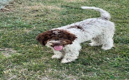 Lagotto cani in vendita: Lagotto romagnolo con pedigree  a Provincia di Crotone - Immagine 4
