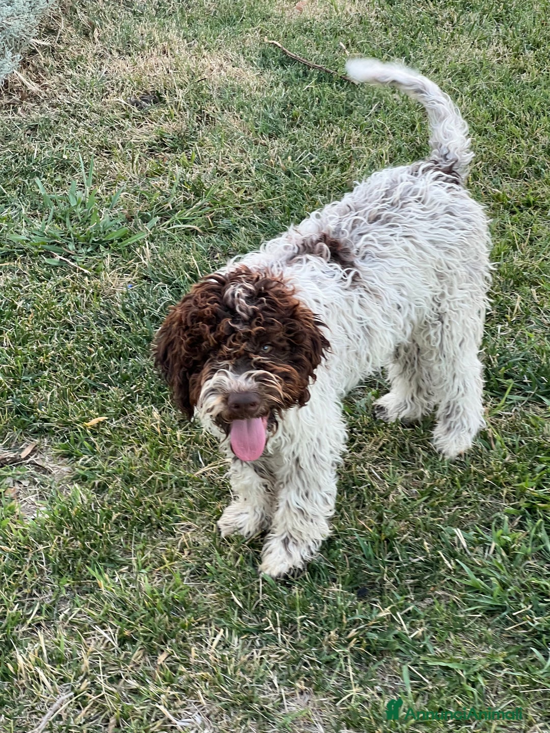 Lagotto cani in vendita: Lagotto romagnolo con pedigree  a Provincia di Crotone - Immagine 4