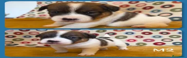Cucciolo maschietto
