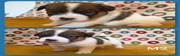 Jack Russell cani in vendita: Cuccioli Jack Russell  Pelo Liscio con Pedigree - Annuncio 5