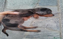 Bassotto cani in vendita: Cuccioli di bassotto a pelo corto  a Provincia di Vercelli - Immagine 1