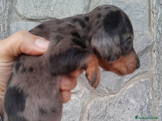 Bassotto cani Cuccioli di bassotto a pelo corto a Provincia di Vercelli - Annuncio 31