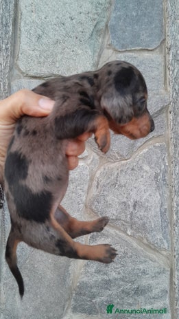 Bassotto cani a Provincia di Vercelli - Annuncio 8