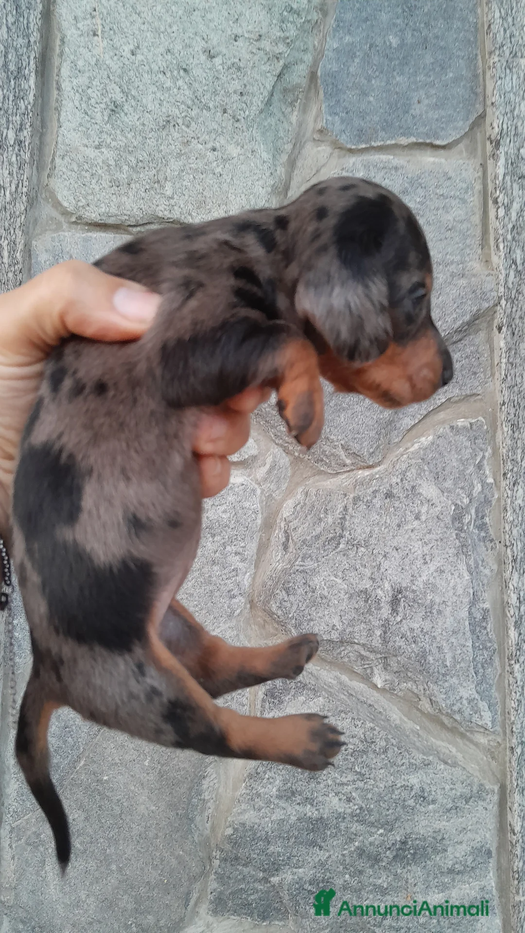 Bassotto cani in vendita: Cuccioli di bassotto a pelo corto  a Provincia di Vercelli - Annuncio 1