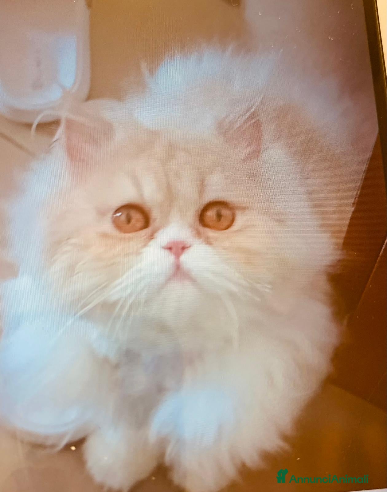 Persiano gatti Cucciola di Persiano  - Annuncio 19
