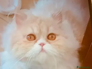 Persiano gatti Cucciola di Persiano - Annuncio 19