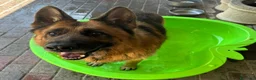 Meticcio cani in regalo: IBRA PASTORE TEDESCO - Annuncio 3