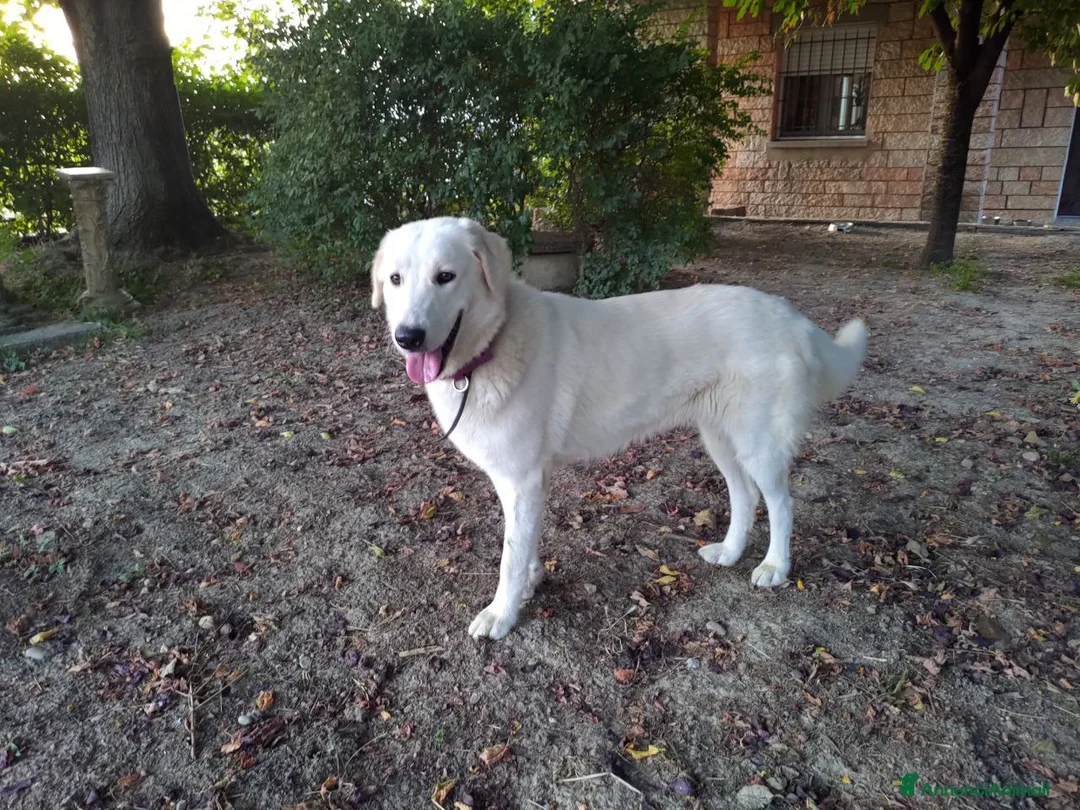 Pastore Maremmano cani in regalo: Luna dolce Maremmana - Annuncio 2