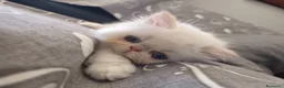 Persiano gatti in vendita:  Gattina Persiana  - Annuncio 3
