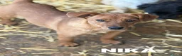 Meticcio cani in regalo: NIKITA, trottolina coccolona! TG PICCOLA - Annuncio 5