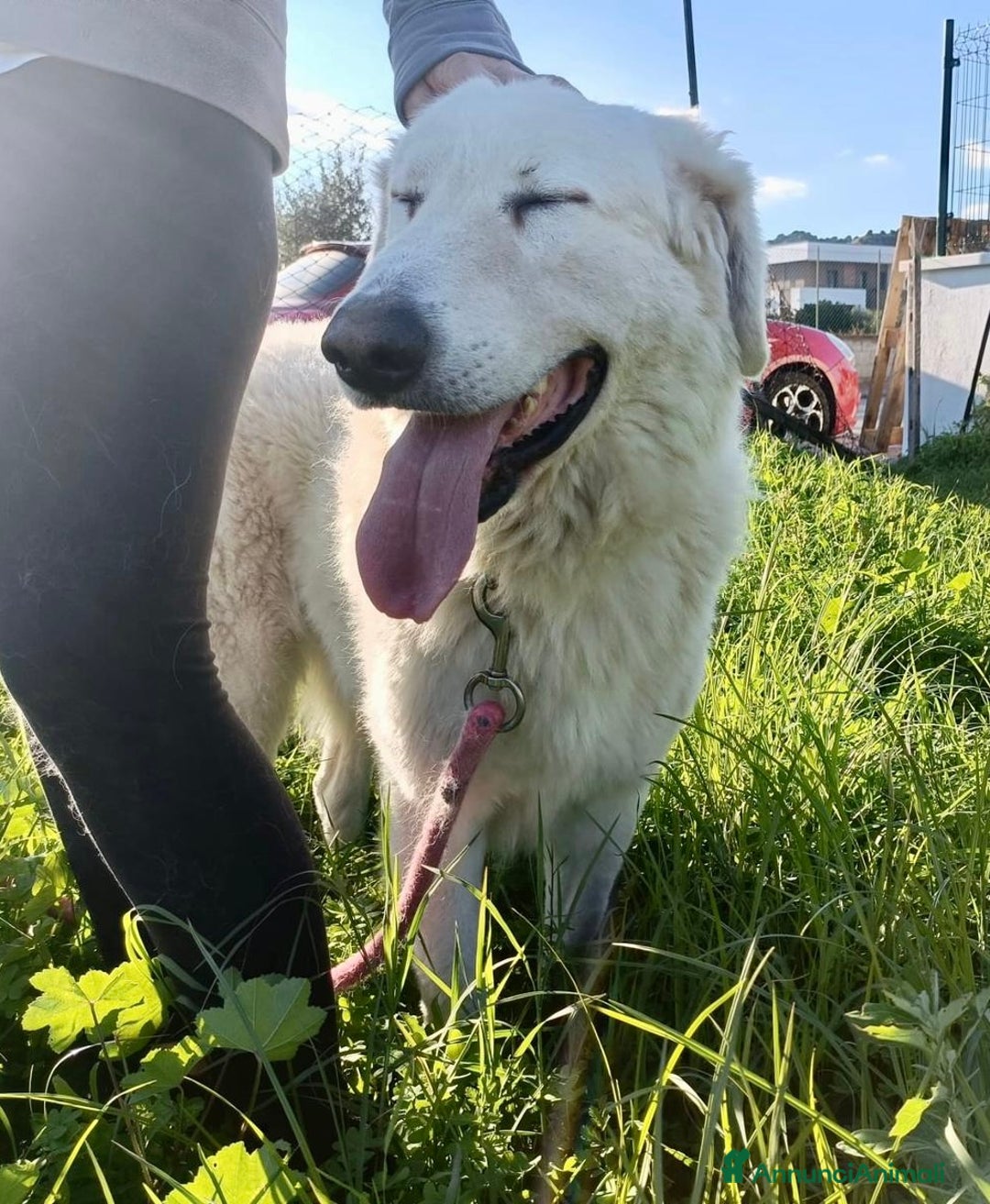 Pastore Maremmano cani in regalo: Dolcissimo cucciolone di 4anni sogna una famiglia  - Annuncio 6