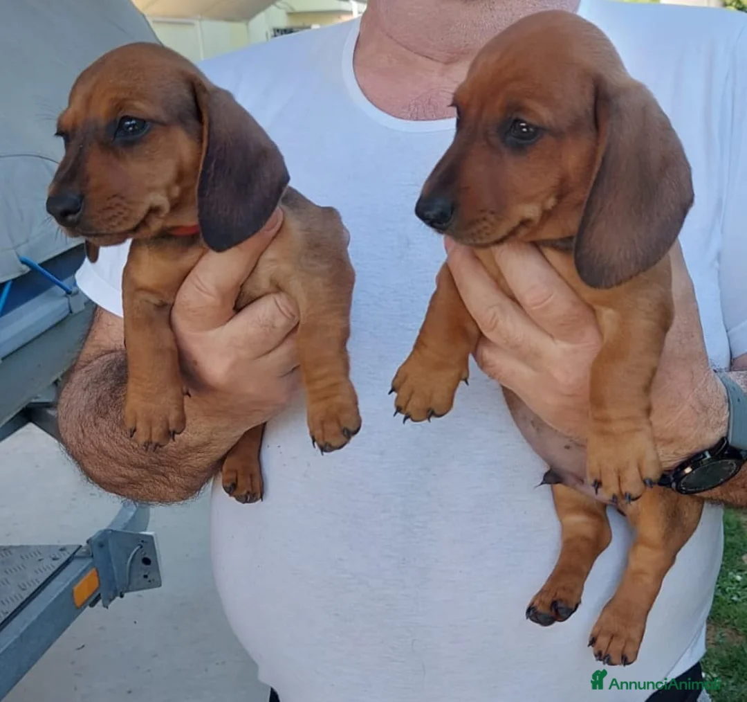 Bassotto cani in vendita: Cuccioli bassotti nano a pelo raso a Provincia di Padova - Annuncio 1