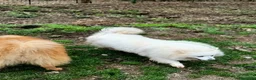 Volpino Italiano cani in regalo: Volpino italiano - Annuncio 2