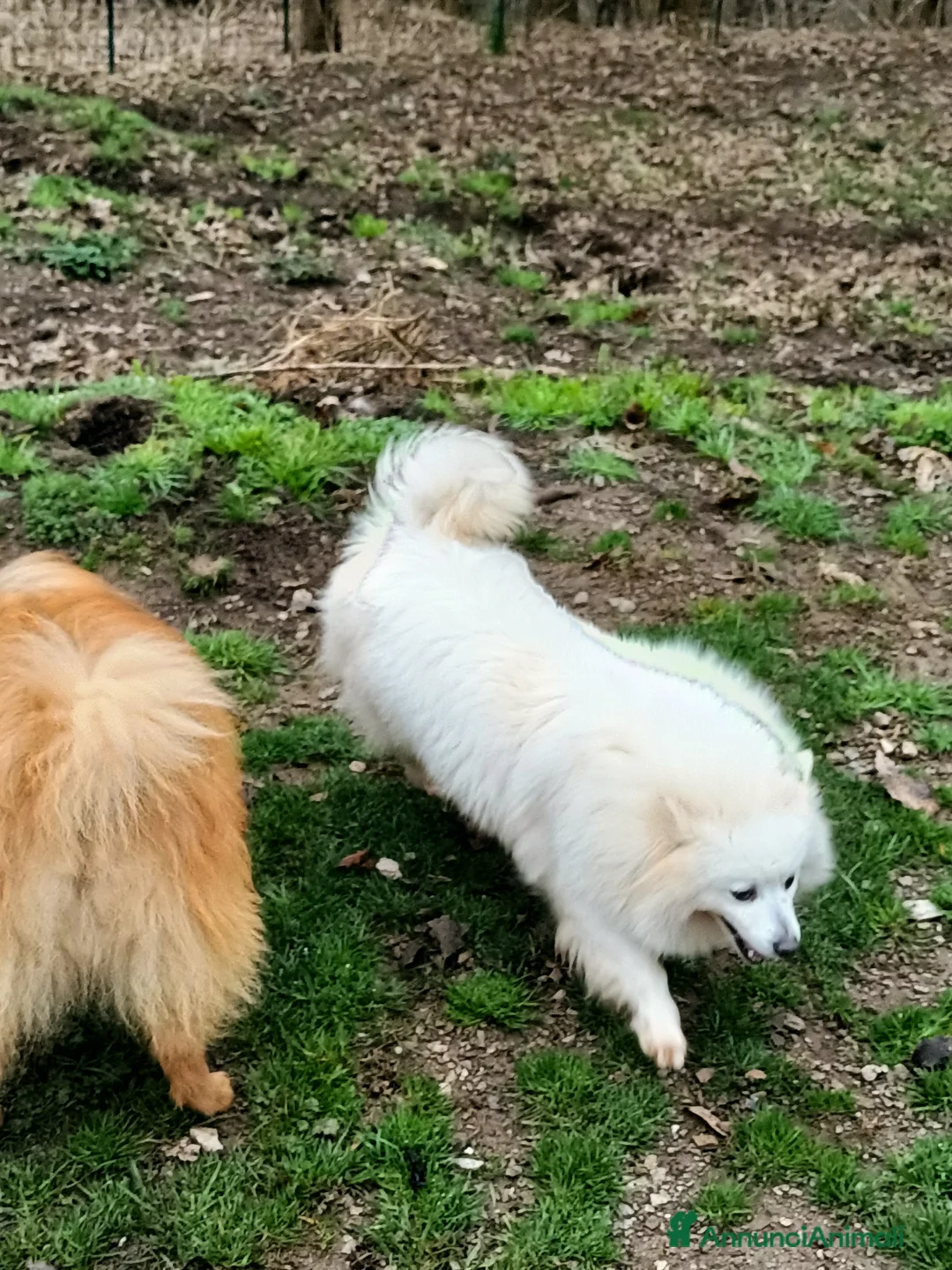 Volpino Italiano cani in regalo: Volpino italiano - Annuncio 2