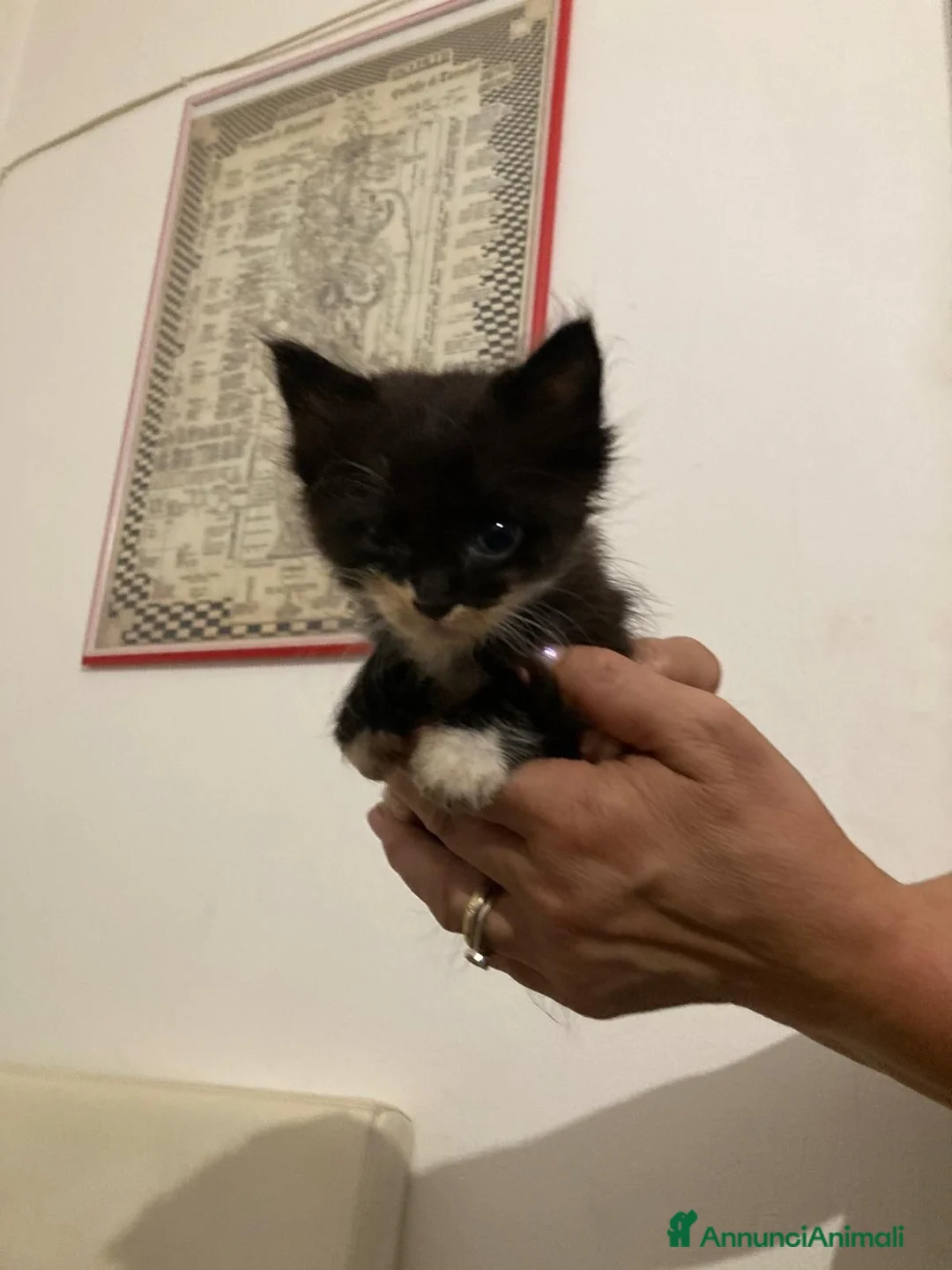 Meticcio gatti in regalo: GATTINI  a Provincia di Lodi - Annuncio 2